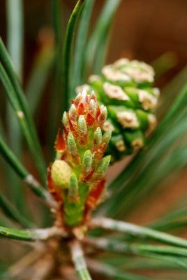 Pinus sylvestris 'Pyramidalis glauca' - borovice lesní - svíce a šiška2